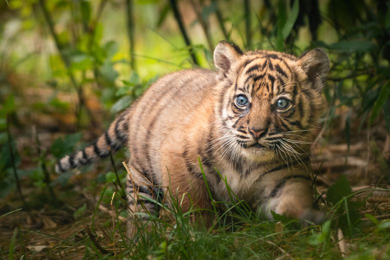 Cub update: Watch our Amur tiger cubs' adorable first moments