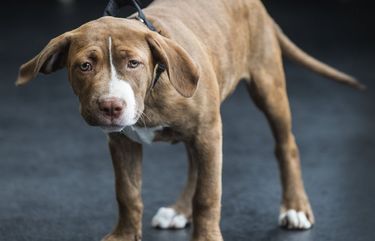 Thursday, August 6, 2020   Abra is a Pit Bull was named after a Stephen King novel called Dr. Sleep which was also turned into a movie.  Abra is ready for adoption at Motley Zoo animal shelter in Redmond.   214697