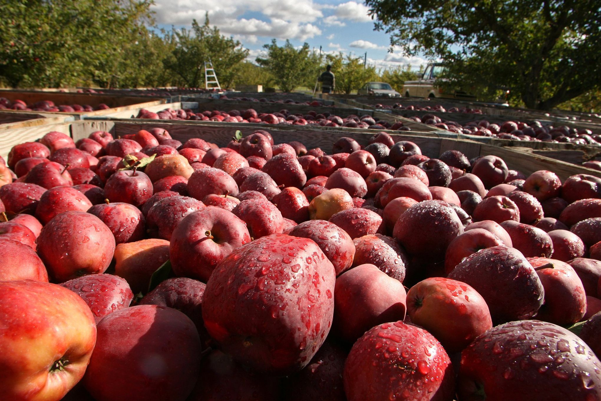 https://images.seattletimes.com/wp-content/uploads/2020/08/08102020_Washington-Apple-Crop_140837.jpg?d=2040x1360