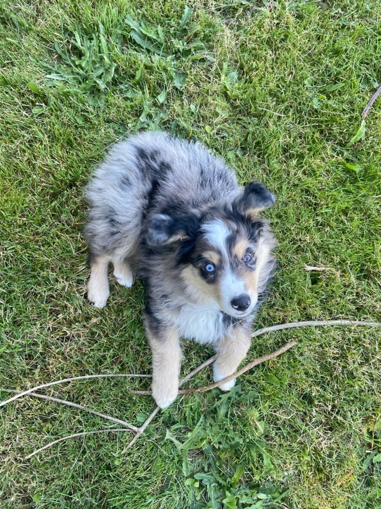 One positive side effect of the coronavirus pandemic? A surge — and now a shortage — of adoptable pets in Greater Seattle | The Seattle Times One positive side effect of the coronavirus pandemic? A surge — and now a shortage — of adoptable pets in Greater Seattle | The Seattle Times