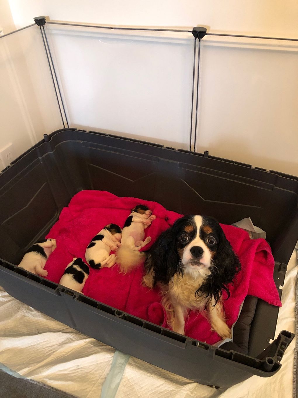 The Knutzens agreed to foster a grouping of five Cavalier King Charles Spaniels from Pasado’s Safe Haven in June. Maggie, the puppies’ mother, came to them in bad shape, with matted fur and little muscular strength in her back legs. (Courtesy of Michelle Knutzen)