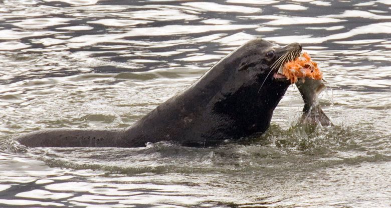 Officials return 'exhausted' wayward sea lion to Columbia River