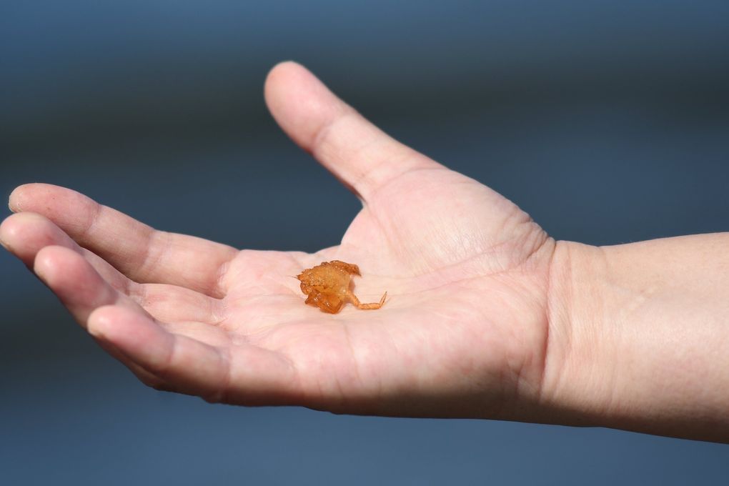 Yinan Zhao, a volunteer naturalist with the Seattle Aquarium, finds a crab molt at Golden Gardens. (JiaYing Grygiel)