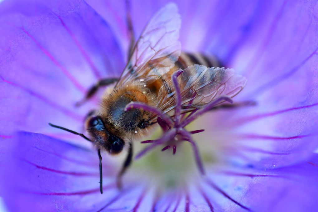 Close-up of a honey bee, Apis mellifera, on a flower. (JiaYing Grygiel)