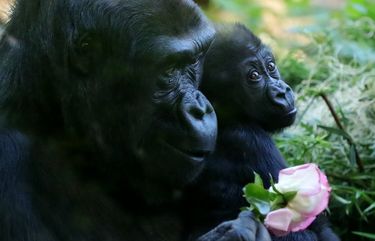 Woodland Park Zoo’s Western lowland gorilla Uzumma, 12, eats rose petals as she carries her first born baby boy, Kitoko, who was born in March, 2020.  Kitoko’s father is Kwamme.
LO LO LO 214825