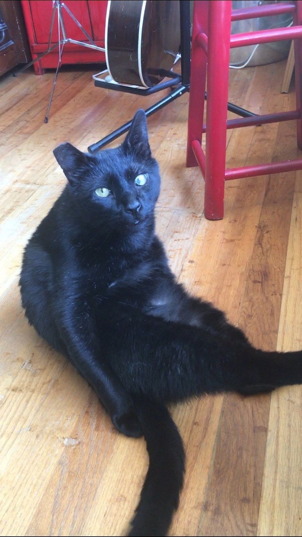 Mortimer brings joy, peace and the occasional dead rodent. (Courtesy of LeRoux Matau)