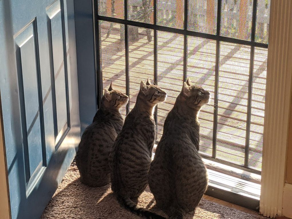 From left: Sable, Miko and Mikey. (Courtesy of Lisette Terry)
