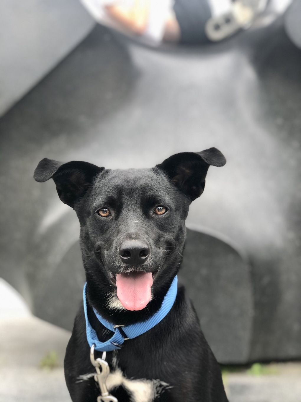 Smart, quiet, playful Chula. (Courtesy of Gabriela Quintana)