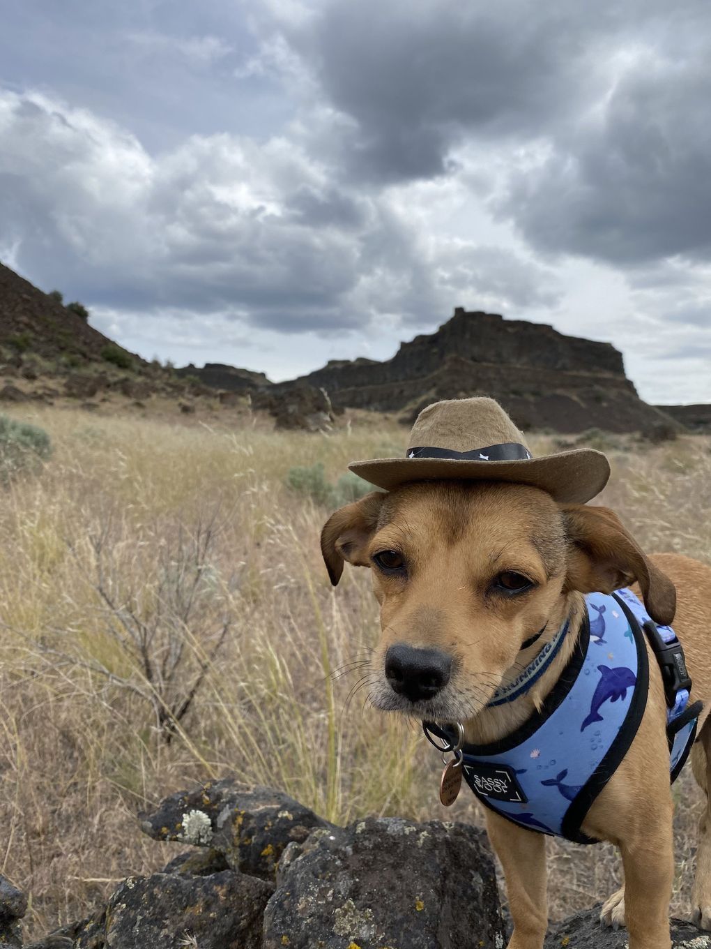 Jepsen came to Seattle from a rescue organization all the way in Laredo, Texas. (Courtesy of Ryan Yucha)