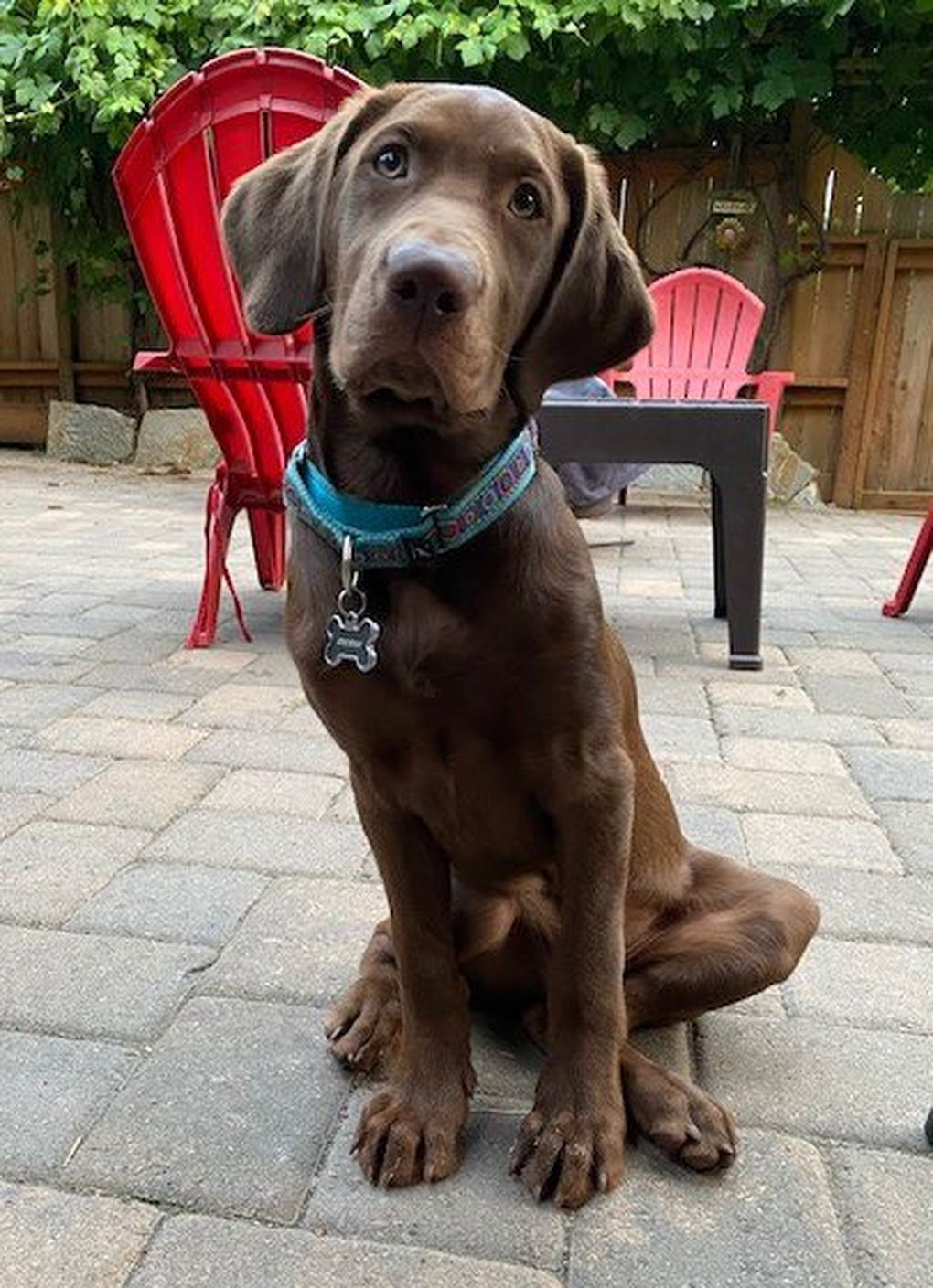 Certified good boy Greydon, sitting at attention. (Courtesy of Jenn McCue)
