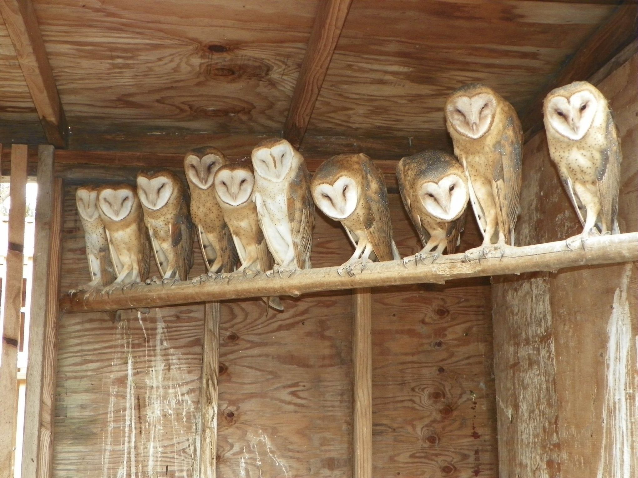 What are owl pellets?  All About Birds All About Birds