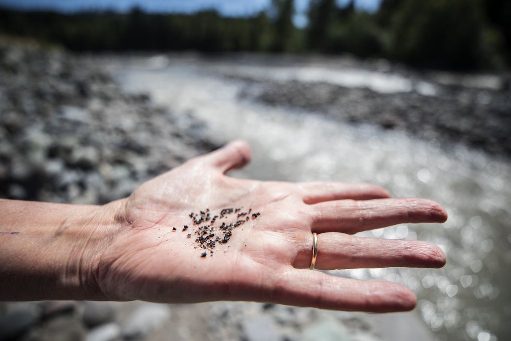Pieces of rubber from artificial turf used in a retrofit of Electron Dam are found on the banks of the Puyallup River 14 miles down from the dam. (Steve Ringman / The Seattle Times)