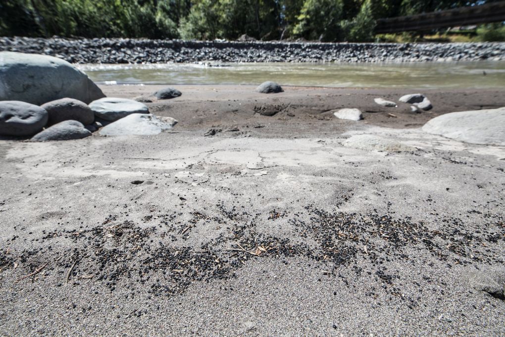 Pieces of rubber from artificial turf used in a retrofit of Electron Dam are found on the banks of the Puyallup River 14 miles from the dam. (Steve Ringman / The Seattle Times)