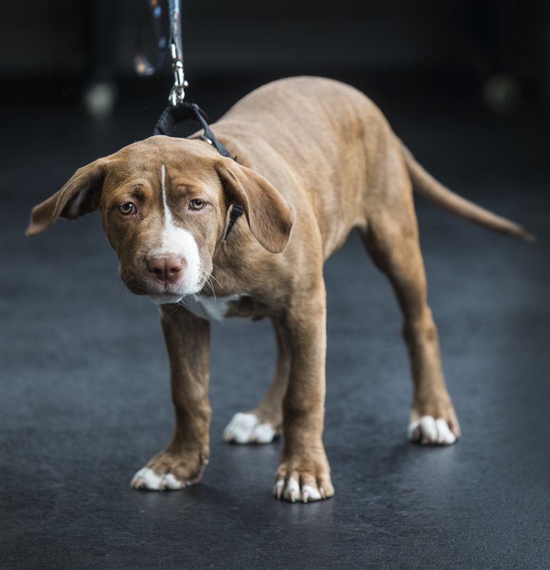 One positive side effect of the coronavirus pandemic? A surge — and now a shortage — of adoptable pets in Greater Seattle | The Seattle Times One positive side effect of the coronavirus pandemic? A surge — and now a shortage — of adoptable pets in Greater Seattle | The Seattle Times