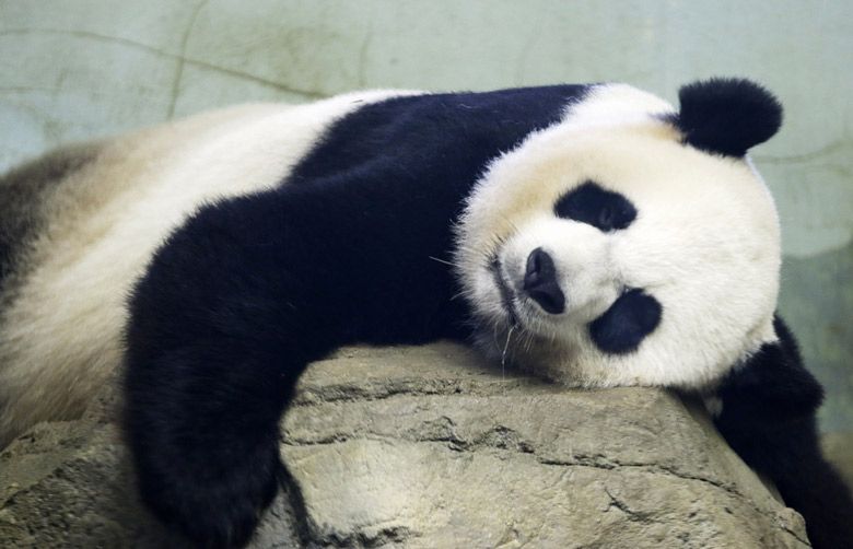 Pandas could be gone from America’s zoos by the end of next year The