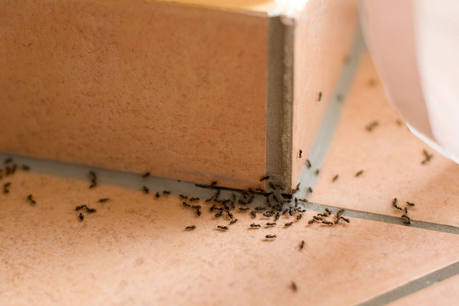 The Role of Moisture Control in Attracting Pests - Pest Control Technology