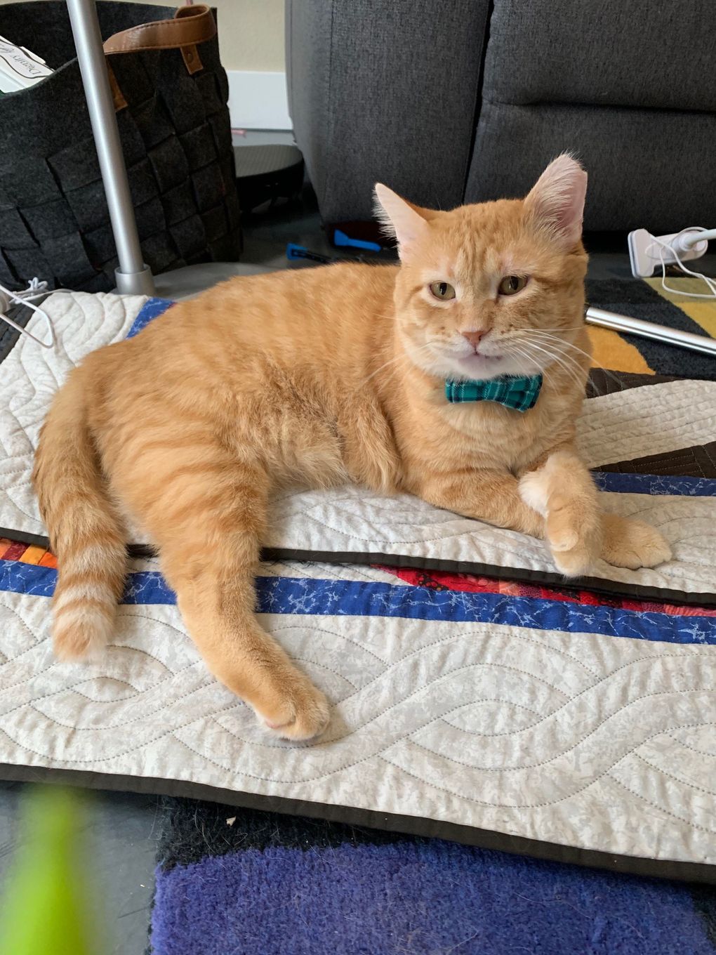 Pandemic adoptee Dr. Fauci the cat. (Courtesy of Julie Charles)