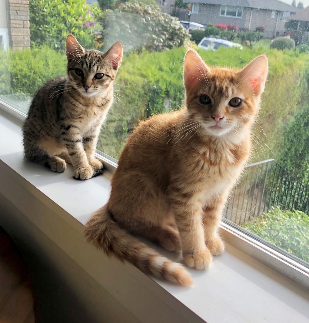 Adorable kitten friends Bruce, left, and Pete, brothers adopted from Kitsap Humane Society. (Courtesy of Taylor Knowles)