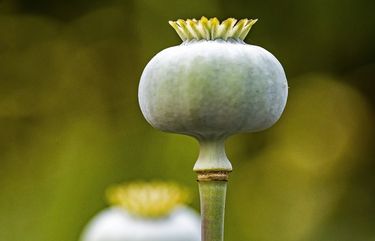 Reader’s Lens | The power of a poppy | The Seattle Times