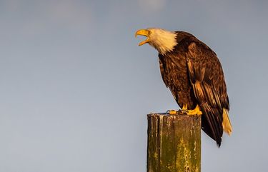 Reader’s Lens | This bald eagle held his place, but not his peace ...