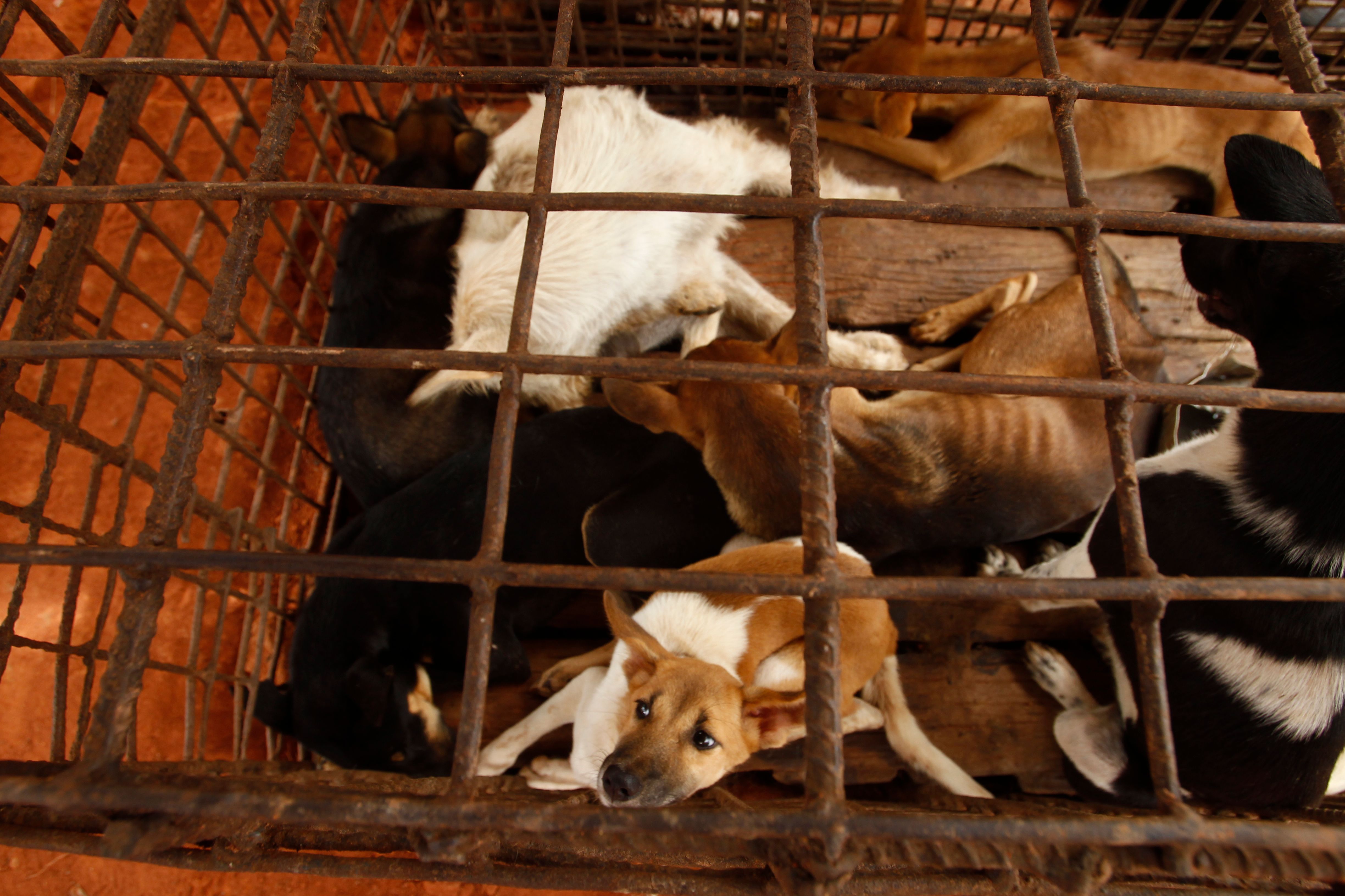 Cambodian butcher quits dog meat trade shuts slaughterhouse The