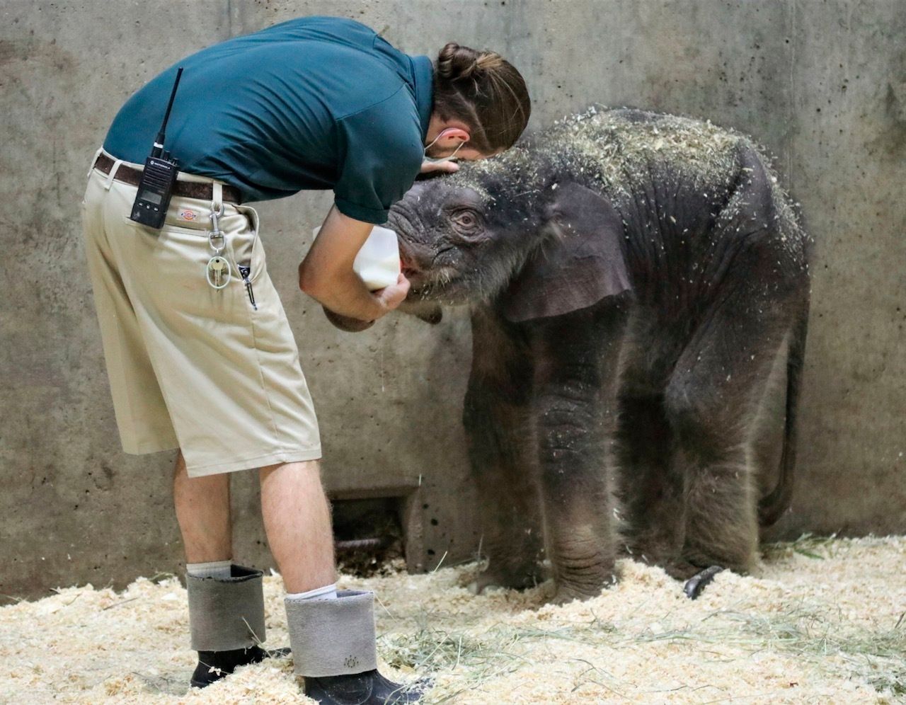 Baby Elephant Dies At St. Louis Zoo Weeks After His Birth | The Seattle ...