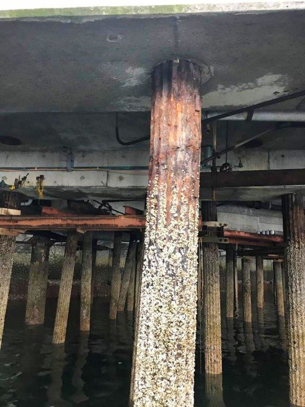 Steel-encased concrete pile under Seattle’s Pier 58 before the pier’s partial collapse. (Seattle Office of the Waterfront)