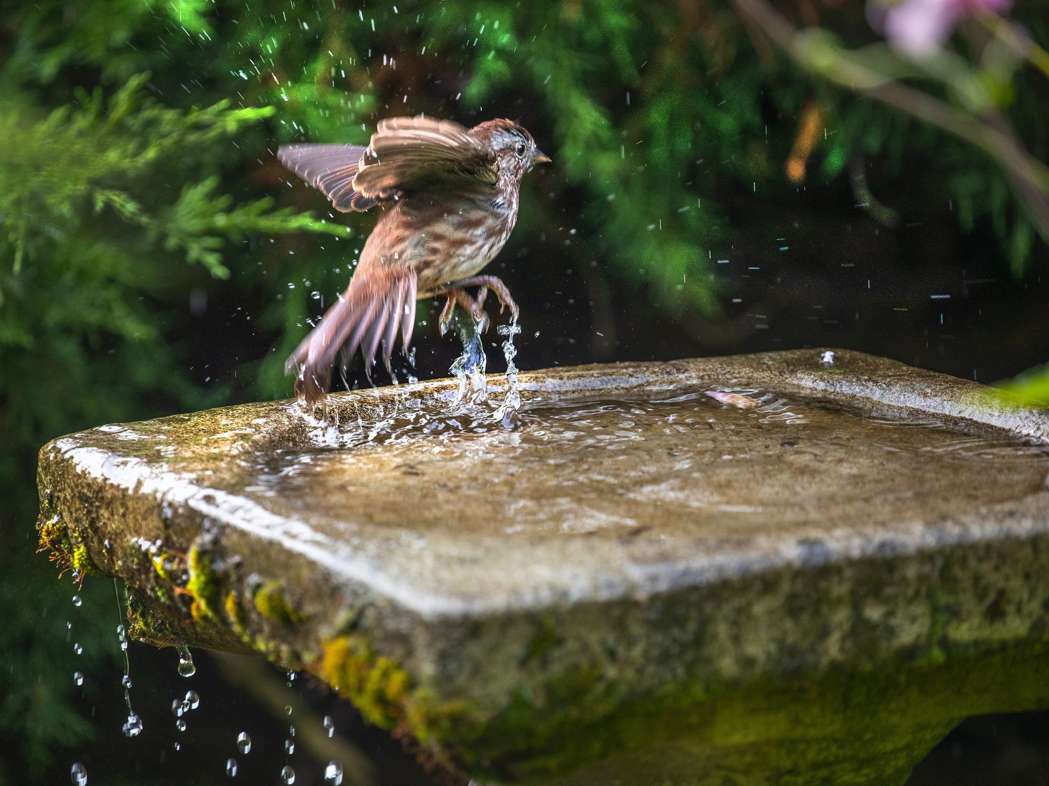 I'm seeing fewer birds in my yard. Is something affecting their