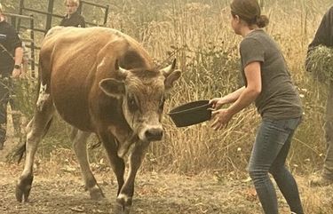 Animal rescuers coax a bull to safety for evacuation Riday as a wildfire advances near Molalla, Oregon. (Richard Read/Los Angeles Times/TNS) 1769492 1769492