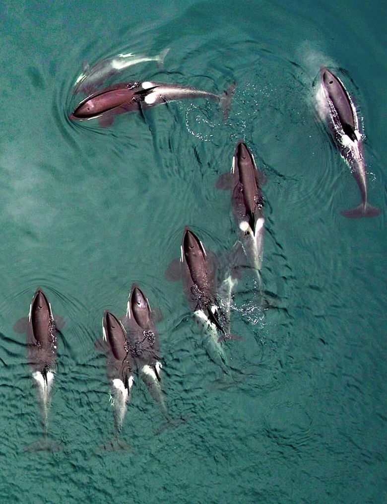 orcas underwater