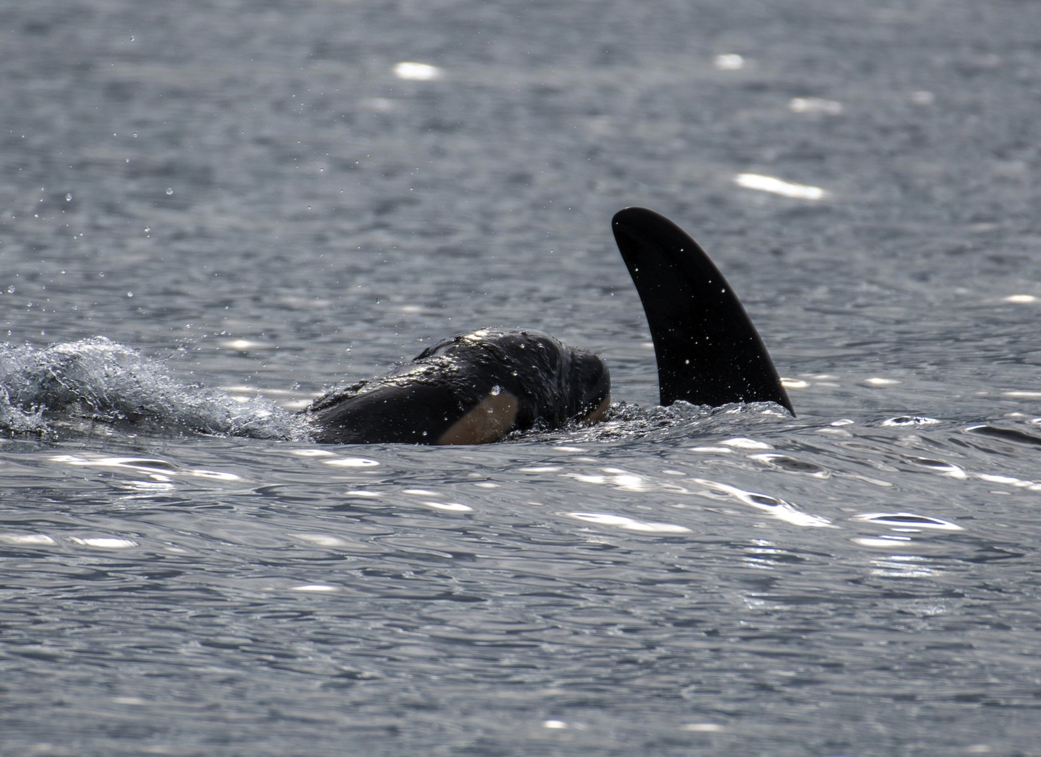 baby orca whale alone