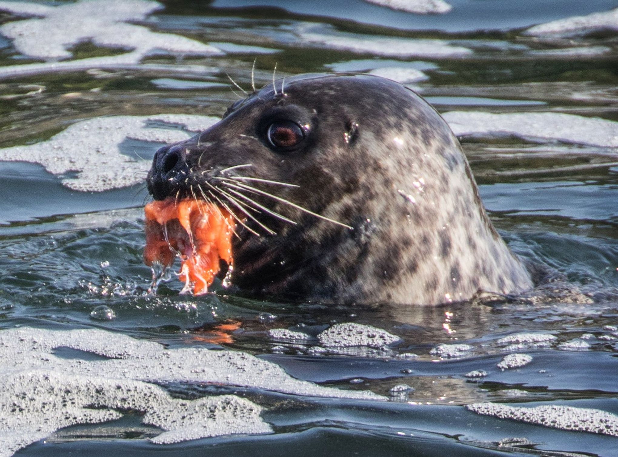 harbor seal eating