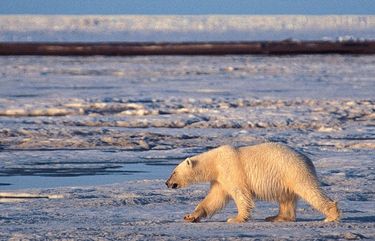 FILE – In this undated handout photo of a polar bear taken in the Arctic National Wildlife Refuge. More than two-thirds of the world’s polar bears will be killed off by 2050 – the species completely gone from Alaska – because of thinning sea ice from global warming in the Arctic, government scientists forecast Friday. (AP Photo/Subhankar Banerjee, File) LA106