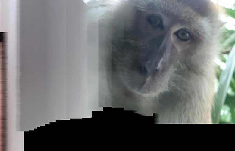 monkey looking at security camera meme｜TikTok Search