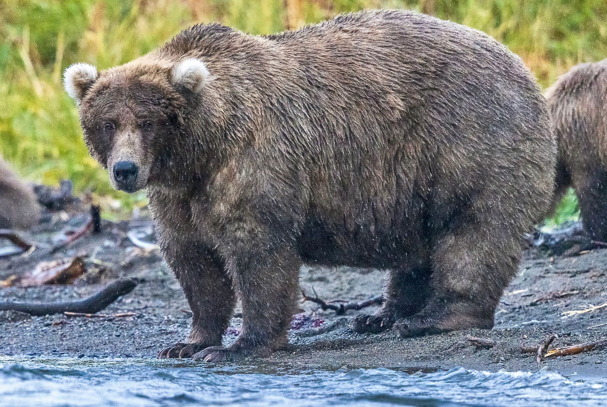 Katmai National Park & Preserve - What's happening on the explore.org bear  cams this week? Check out our event schedule! All events can be found  online at  First  event of the