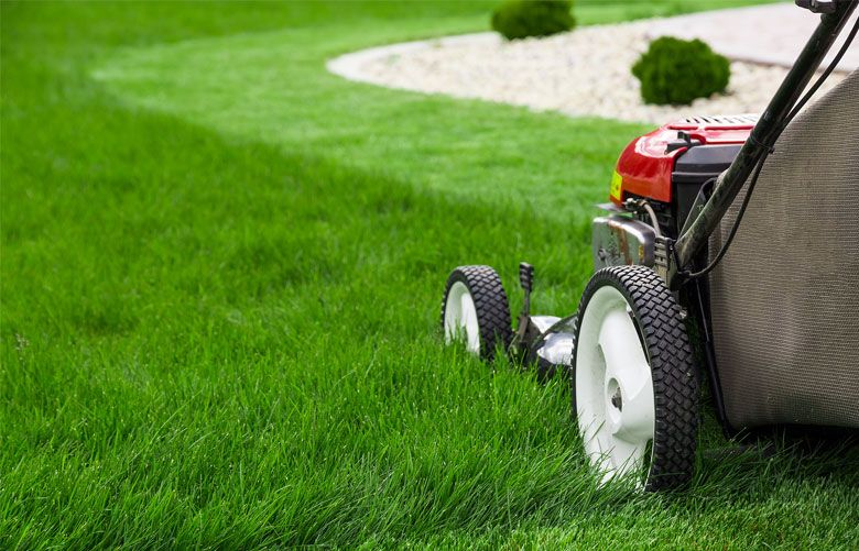 It’s lawn-fixing season. Here’s how to renovate and reseed | The ...