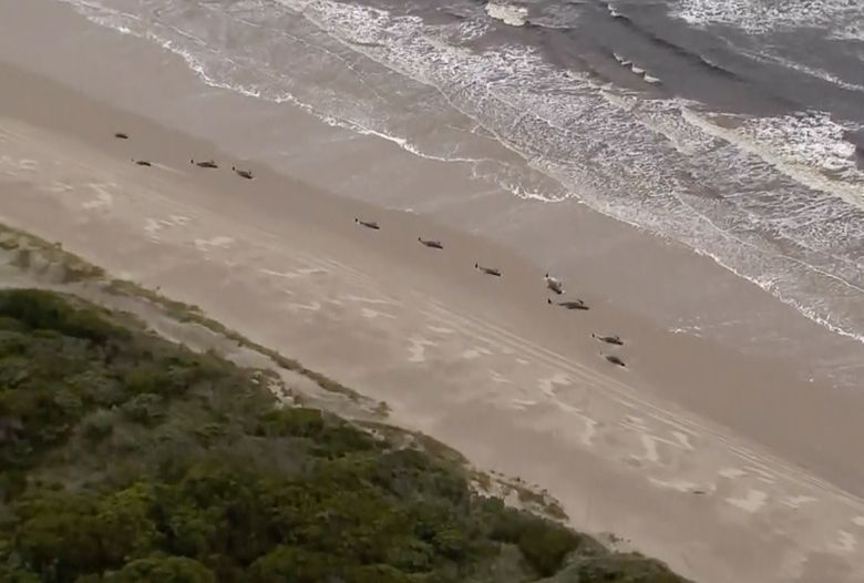 More than 50 pilot whales die after mass stranding in western Australia