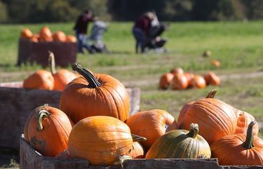 At Craven Farm, some of the farm’s pumpkins sit in the sun ready for you to choose. This year is the Snohomish Farm’s 38th annual Fall Festival. Included in their 40 acres of pumpkins there’s an enormous 15 acre corn maze to get lost in. Admission and parking is free. Pumpkins are sold by the size. They’re open 9:30 to dusk, except Friday and Saturday, they stay open to 10:00pm. You can find the farm at 13817 Shorts School Road, Snohomish.
LO LO LO 215285