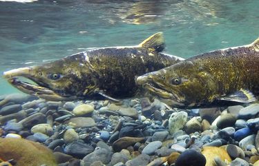 The Elwha dams are gone and chinook are surging back, but why are so ...