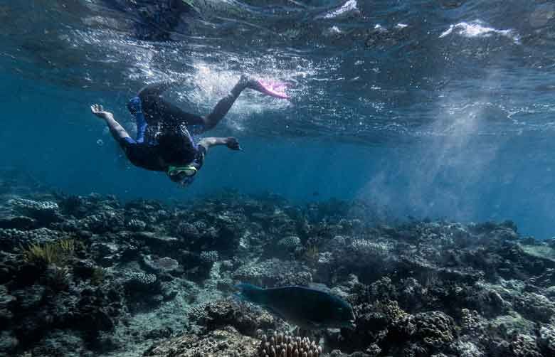 The Great Barrier Reef has lost half its corals | The Seattle Times