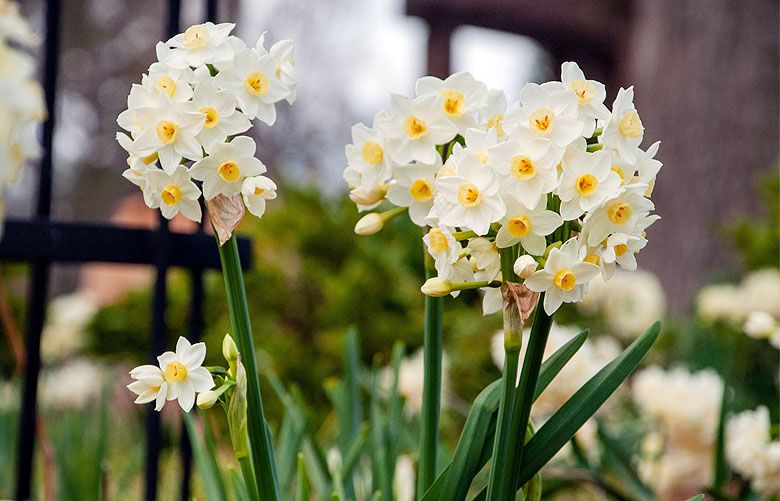 Minnow Daffodil Narcissus, Tulip World