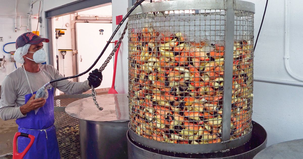 Annual stone crab claw harvest begins in Florida The Seattle Times