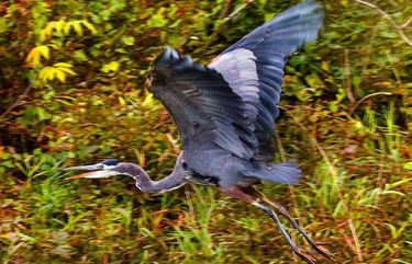 A Great Blue Heron takes flight along the Sammamish Slough in Kenmore last weekend. Foliage along the river is beginning to change colors as temperatures begin to dip into the 30s and 40s at night. 

Photographed on October 17, 2020. 

LO  LO  LO  215444 215444