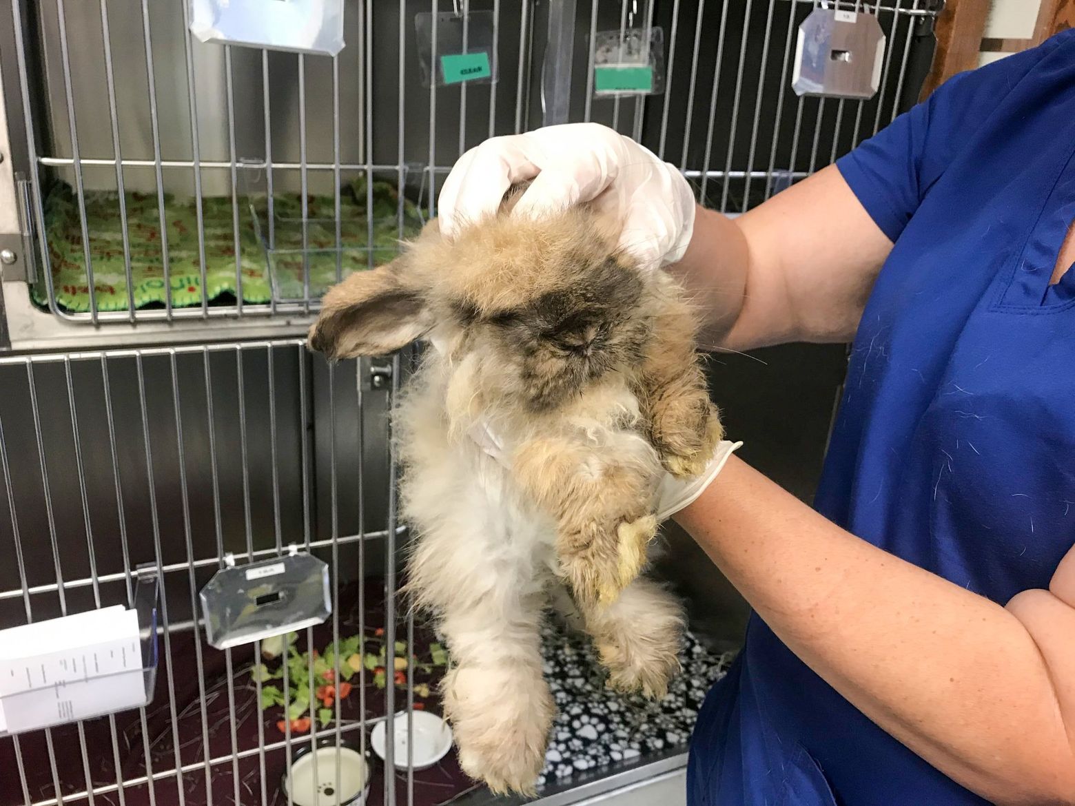 West Seattle man charged with 17 counts of animal cruelty after police found hundreds of sick, dead animals in his home | The Seattle Times West Seattle man charged with 17 counts of animal cruelty after police found hundreds of sick, dead animals in his home | The Seattle Times