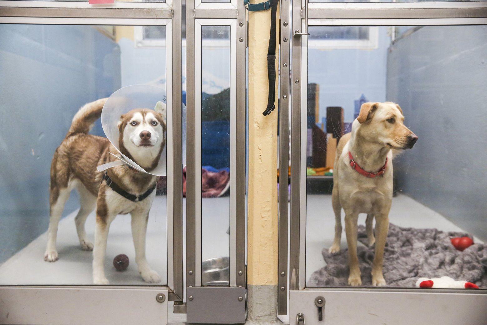 Animal cruelty cases spike in King County; prosecutors and service organizations consider pandemic's role | The Seattle Times Animal cruelty cases spike in King County; prosecutors and service organizations consider pandemic's role | The Seattle Times
