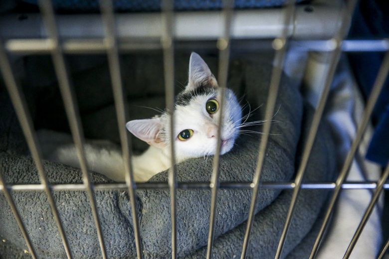 Animal cruelty cases spike in King County; prosecutors and service  organizations consider pandemic's role | The Seattle Times