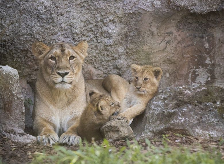 Lions and tigers and anteaters? U.S. scientists scan the menagerie for  COVID-19