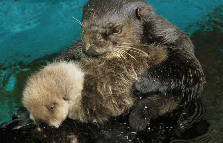 sea otter holding hands gif