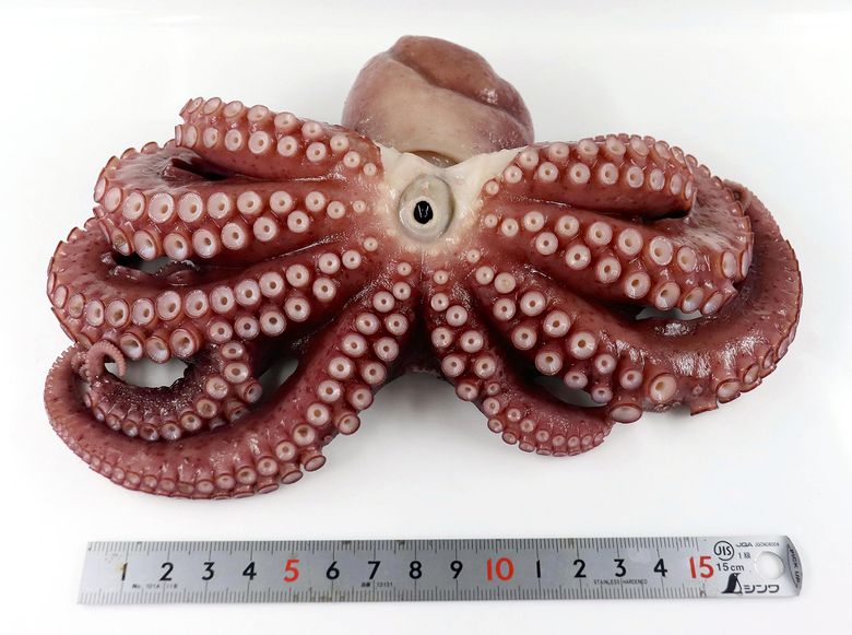 Top 5 Video Game Octopi