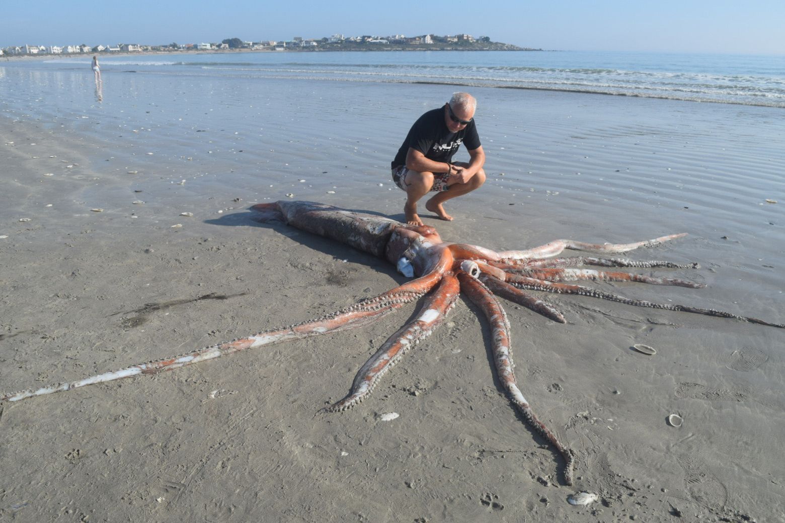 real giant sea creatures